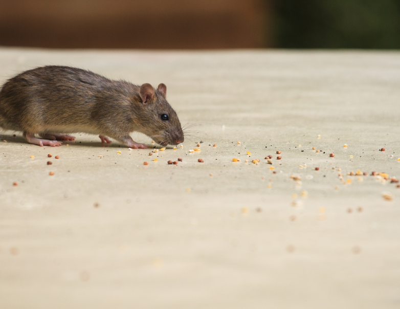 Myš domová