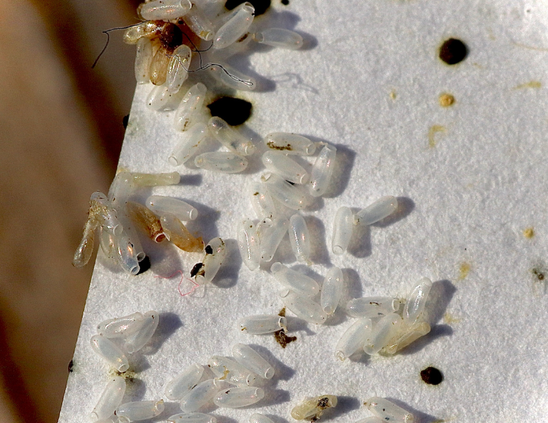 Vajíčka ploštíc vo zväčšení