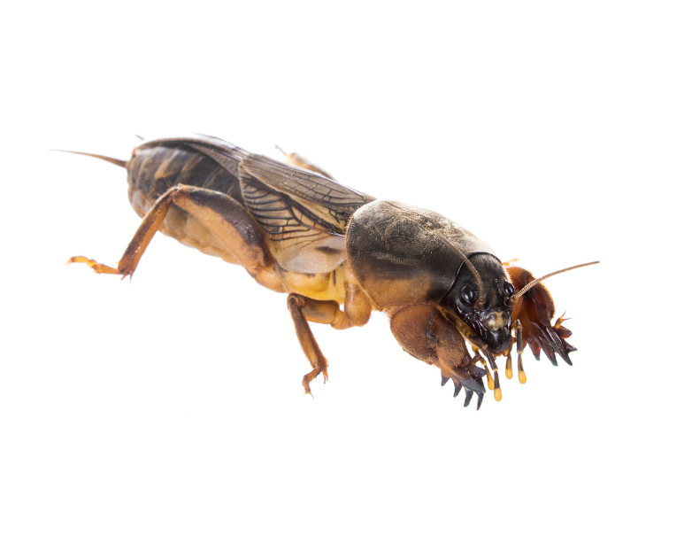 Krtonôžka obyčajná