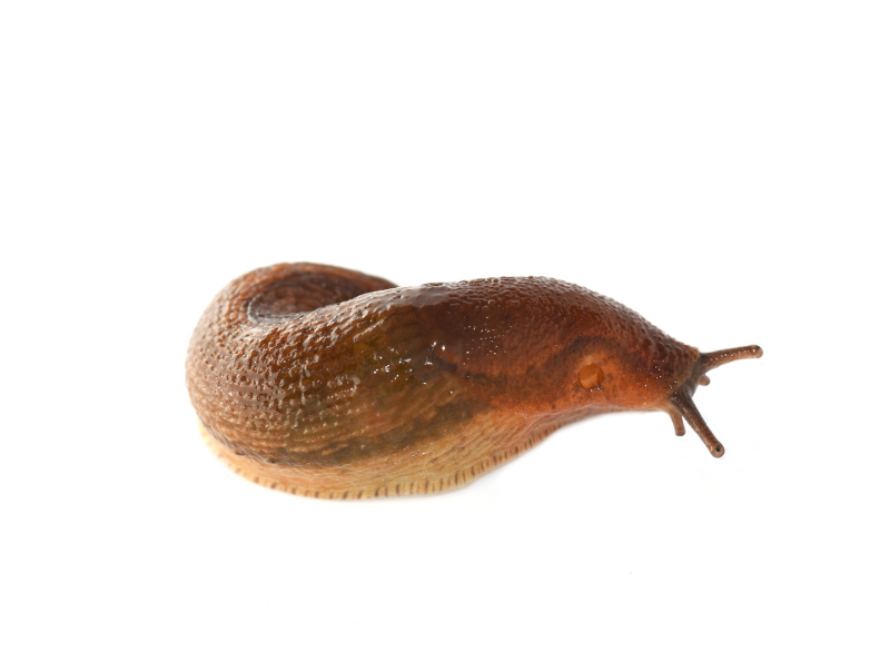 Slizniak hnedý